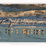 Bécasseaux Sanderling (Calidris alba - Sanderling) sur la plage du hourdel en Baie de Somme. - Saison : Hiver - Lieu : Le Hourdel, Baie de Somme, Somme, Picardie, Hauts-de-France, France. Sanderling (Calidris alba - Sanderling) sandpipers on the hourdel beach in the Somme Bay. - Season: Winter - Location: Le Hourdel, Somme Bay, Somme, Picardie, Hauts-de-France, France