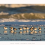 Bécasseaux Sanderling (Calidris alba - Sanderling) sur la plage du hourdel en Baie de Somme. - Saison : Hiver - Lieu : Le Hourdel, Baie de Somme, Somme, Picardie, Hauts-de-France, France. Sanderling (Calidris alba - Sanderling) sandpipers on the hourdel beach in the Somme Bay. - Season: Winter - Location: Le Hourdel, Somme Bay, Somme, Picardie, Hauts-de-France, France