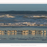 Bécasseaux Sanderling (Calidris alba - Sanderling) sur la plage du hourdel en Baie de Somme. - Saison : Hiver - Lieu : Le Hourdel, Baie de Somme, Somme, Picardie, Hauts-de-France, France. Sanderling (Calidris alba - Sanderling) sandpipers on the hourdel beach in the Somme Bay. - Season: Winter - Location: Le Hourdel, Somme Bay, Somme, Picardie, Hauts-de-France, France