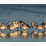 Bécasseaux Sanderling (Calidris alba - Sanderling) sur la plage du hourdel en Baie de Somme. - Saison : Hiver - Lieu : Le Hourdel, Baie de Somme, Somme, Picardie, Hauts-de-France, France. Sanderling (Calidris alba - Sanderling) sandpipers on the hourdel beach in the Somme Bay. - Season: Winter - Location: Le Hourdel, Somme Bay, Somme, Picardie, Hauts-de-France, France