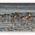 Bécasseaux Sanderling (Calidris alba - Sanderling) sur la plage du hourdel en Baie de Somme. - Saison : Hiver - Lieu : Le Hourdel, Baie de Somme, Somme, Picardie, Hauts-de-France, France. Sanderling (Calidris alba - Sanderling) sandpipers on the hourdel beach in the Somme Bay. - Season: Winter - Location: Le Hourdel, Somme Bay, Somme, Picardie, Hauts-de-France, France