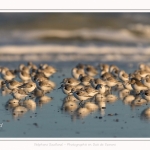 Bécasseaux Sanderling (Calidris alba - Sanderling) sur la plage du hourdel en Baie de Somme. - Saison : Hiver - Lieu : Le Hourdel, Baie de Somme, Somme, Picardie, Hauts-de-France, France. Sanderling (Calidris alba - Sanderling) sandpipers on the hourdel beach in the Somme Bay. - Season: Winter - Location: Le Hourdel, Somme Bay, Somme, Picardie, Hauts-de-France, France