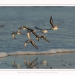 Bécasseaux Sanderling (Calidris alba - Sanderling) sur la plage du hourdel en Baie de Somme. - Saison : Hiver - Lieu : Le Hourdel, Baie de Somme, Somme, Picardie, Hauts-de-France, France. Sanderling (Calidris alba - Sanderling) sandpipers on the hourdel beach in the Somme Bay. - Season: Winter - Location: Le Hourdel, Somme Bay, Somme, Picardie, Hauts-de-France, France