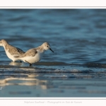 Bécasseaux Sanderling (Calidris alba - Sanderling) sur la plage du hourdel en Baie de Somme. - Saison : Hiver - Lieu : Le Hourdel, Baie de Somme, Somme, Picardie, Hauts-de-France, France. Sanderling (Calidris alba - Sanderling) sandpipers on the hourdel beach in the Somme Bay. - Season: Winter - Location: Le Hourdel, Somme Bay, Somme, Picardie, Hauts-de-France, France