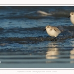 Bécasseaux Sanderling (Calidris alba - Sanderling) sur la plage du hourdel en Baie de Somme. - Saison : Hiver - Lieu : Le Hourdel, Baie de Somme, Somme, Picardie, Hauts-de-France, France. Sanderling (Calidris alba - Sanderling) sandpipers on the hourdel beach in the Somme Bay. - Season: Winter - Location: Le Hourdel, Somme Bay, Somme, Picardie, Hauts-de-France, France