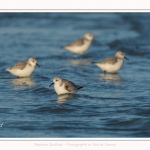 Bécasseaux Sanderling (Calidris alba - Sanderling) sur la plage du hourdel en Baie de Somme. - Saison : Hiver - Lieu : Le Hourdel, Baie de Somme, Somme, Picardie, Hauts-de-France, France. Sanderling (Calidris alba - Sanderling) sandpipers on the hourdel beach in the Somme Bay. - Season: Winter - Location: Le Hourdel, Somme Bay, Somme, Picardie, Hauts-de-France, France