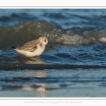 Bécasseaux Sanderling (Calidris alba - Sanderling) sur la plage du hourdel en Baie de Somme. - Saison : Hiver - Lieu : Le Hourdel, Baie de Somme, Somme, Picardie, Hauts-de-France, France. Sanderling (Calidris alba - Sanderling) sandpipers on the hourdel beach in the Somme Bay. - Season: Winter - Location: Le Hourdel, Somme Bay, Somme, Picardie, Hauts-de-France, France