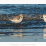 Bécasseaux Sanderling (Calidris alba - Sanderling) sur la plage du hourdel en Baie de Somme. - Saison : Hiver - Lieu : Le Hourdel, Baie de Somme, Somme, Picardie, Hauts-de-France, France. Sanderling (Calidris alba - Sanderling) sandpipers on the hourdel beach in the Somme Bay. - Season: Winter - Location: Le Hourdel, Somme Bay, Somme, Picardie, Hauts-de-France, France