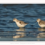 Bécasseaux Sanderling (Calidris alba - Sanderling) sur la plage du hourdel en Baie de Somme. - Saison : Hiver - Lieu : Le Hourdel, Baie de Somme, Somme, Picardie, Hauts-de-France, France. Sanderling (Calidris alba - Sanderling) sandpipers on the hourdel beach in the Somme Bay. - Season: Winter - Location: Le Hourdel, Somme Bay, Somme, Picardie, Hauts-de-France, France