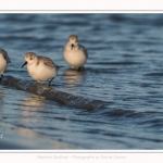 Bécasseaux Sanderling (Calidris alba - Sanderling) sur la plage du hourdel en Baie de Somme. - Saison : Hiver - Lieu : Le Hourdel, Baie de Somme, Somme, Picardie, Hauts-de-France, France. Sanderling (Calidris alba - Sanderling) sandpipers on the hourdel beach in the Somme Bay. - Season: Winter - Location: Le Hourdel, Somme Bay, Somme, Picardie, Hauts-de-France, France