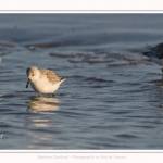 Bécasseaux Sanderling (Calidris alba - Sanderling) sur la plage du hourdel en Baie de Somme. - Saison : Hiver - Lieu : Le Hourdel, Baie de Somme, Somme, Picardie, Hauts-de-France, France. Sanderling (Calidris alba - Sanderling) sandpipers on the hourdel beach in the Somme Bay. - Season: Winter - Location: Le Hourdel, Somme Bay, Somme, Picardie, Hauts-de-France, France