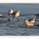 Bécasseaux Sanderling (Calidris alba - Sanderling) sur la plage du hourdel en Baie de Somme. - Saison : Hiver - Lieu : Le Hourdel, Baie de Somme, Somme, Picardie, Hauts-de-France, France. Sanderling (Calidris alba - Sanderling) sandpipers on the hourdel beach in the Somme Bay. - Season: Winter - Location: Le Hourdel, Somme Bay, Somme, Picardie, Hauts-de-France, France