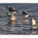 Bécasseaux Sanderling (Calidris alba - Sanderling) sur la plage du hourdel en Baie de Somme. - Saison : Hiver - Lieu : Le Hourdel, Baie de Somme, Somme, Picardie, Hauts-de-France, France. Sanderling (Calidris alba - Sanderling) sandpipers on the hourdel beach in the Somme Bay. - Season: Winter - Location: Le Hourdel, Somme Bay, Somme, Picardie, Hauts-de-France, France