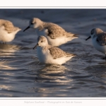 Bécasseaux Sanderling (Calidris alba - Sanderling) sur la plage du hourdel en Baie de Somme. - Saison : Hiver - Lieu : Le Hourdel, Baie de Somme, Somme, Picardie, Hauts-de-France, France. Sanderling (Calidris alba - Sanderling) sandpipers on the hourdel beach in the Somme Bay. - Season: Winter - Location: Le Hourdel, Somme Bay, Somme, Picardie, Hauts-de-France, France