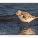 Bécasseaux Sanderling (Calidris alba - Sanderling) sur la plage du hourdel en Baie de Somme. - Saison : Hiver - Lieu : Le Hourdel, Baie de Somme, Somme, Picardie, Hauts-de-France, France. Sanderling (Calidris alba - Sanderling) sandpipers on the hourdel beach in the Somme Bay. - Season: Winter - Location: Le Hourdel, Somme Bay, Somme, Picardie, Hauts-de-France, France