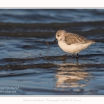 Bécasseaux Sanderling (Calidris alba - Sanderling) sur la plage du hourdel en Baie de Somme. - Saison : Hiver - Lieu : Le Hourdel, Baie de Somme, Somme, Picardie, Hauts-de-France, France. Sanderling (Calidris alba - Sanderling) sandpipers on the hourdel beach in the Somme Bay. - Season: Winter - Location: Le Hourdel, Somme Bay, Somme, Picardie, Hauts-de-France, France