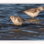 Bécasseaux Sanderling (Calidris alba - Sanderling) sur la plage du hourdel en Baie de Somme. - Saison : Hiver - Lieu : Le Hourdel, Baie de Somme, Somme, Picardie, Hauts-de-France, France. Sanderling (Calidris alba - Sanderling) sandpipers on the hourdel beach in the Somme Bay. - Season: Winter - Location: Le Hourdel, Somme Bay, Somme, Picardie, Hauts-de-France, France