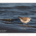 Bécasseaux Sanderling (Calidris alba - Sanderling) sur la plage du hourdel en Baie de Somme. - Saison : Hiver - Lieu : Le Hourdel, Baie de Somme, Somme, Picardie, Hauts-de-France, France. Sanderling (Calidris alba - Sanderling) sandpipers on the hourdel beach in the Somme Bay. - Season: Winter - Location: Le Hourdel, Somme Bay, Somme, Picardie, Hauts-de-France, France