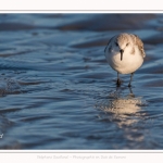 Bécasseaux Sanderling (Calidris alba - Sanderling) sur la plage du hourdel en Baie de Somme. - Saison : Hiver - Lieu : Le Hourdel, Baie de Somme, Somme, Picardie, Hauts-de-France, France. Sanderling (Calidris alba - Sanderling) sandpipers on the hourdel beach in the Somme Bay. - Season: Winter - Location: Le Hourdel, Somme Bay, Somme, Picardie, Hauts-de-France, France