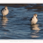 Bécasseaux Sanderling (Calidris alba - Sanderling) sur la plage du hourdel en Baie de Somme. - Saison : Hiver - Lieu : Le Hourdel, Baie de Somme, Somme, Picardie, Hauts-de-France, France. Sanderling (Calidris alba - Sanderling) sandpipers on the hourdel beach in the Somme Bay. - Season: Winter - Location: Le Hourdel, Somme Bay, Somme, Picardie, Hauts-de-France, France