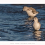 Bécasseaux Sanderling (Calidris alba - Sanderling) sur la plage du hourdel en Baie de Somme. - Saison : Hiver - Lieu : Le Hourdel, Baie de Somme, Somme, Picardie, Hauts-de-France, France. Sanderling (Calidris alba - Sanderling) sandpipers on the hourdel beach in the Somme Bay. - Season: Winter - Location: Le Hourdel, Somme Bay, Somme, Picardie, Hauts-de-France, France