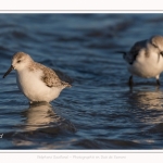 Bécasseaux Sanderling (Calidris alba - Sanderling) sur la plage du hourdel en Baie de Somme. - Saison : Hiver - Lieu : Le Hourdel, Baie de Somme, Somme, Picardie, Hauts-de-France, France. Sanderling (Calidris alba - Sanderling) sandpipers on the hourdel beach in the Somme Bay. - Season: Winter - Location: Le Hourdel, Somme Bay, Somme, Picardie, Hauts-de-France, France