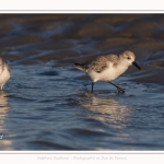 Bécasseaux Sanderling (Calidris alba - Sanderling) sur la plage du hourdel en Baie de Somme. - Saison : Hiver - Lieu : Le Hourdel, Baie de Somme, Somme, Picardie, Hauts-de-France, France. Sanderling (Calidris alba - Sanderling) sandpipers on the hourdel beach in the Somme Bay. - Season: Winter - Location: Le Hourdel, Somme Bay, Somme, Picardie, Hauts-de-France, France