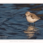 Bécasseaux Sanderling (Calidris alba - Sanderling) sur la plage du hourdel en Baie de Somme. - Saison : Hiver - Lieu : Le Hourdel, Baie de Somme, Somme, Picardie, Hauts-de-France, France. Sanderling (Calidris alba - Sanderling) sandpipers on the hourdel beach in the Somme Bay. - Season: Winter - Location: Le Hourdel, Somme Bay, Somme, Picardie, Hauts-de-France, France