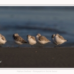 Bécasseaux Sanderling (Calidris alba - Sanderling) sur la plage du hourdel en Baie de Somme. - Saison : Hiver - Lieu : Le Hourdel, Baie de Somme, Somme, Picardie, Hauts-de-France, France. Sanderling (Calidris alba - Sanderling) sandpipers on the hourdel beach in the Somme Bay. - Season: Winter - Location: Le Hourdel, Somme Bay, Somme, Picardie, Hauts-de-France, France