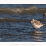 Bécasseaux Sanderling (Calidris alba - Sanderling) sur la plage du hourdel en Baie de Somme. - Saison : Hiver - Lieu : Le Hourdel, Baie de Somme, Somme, Picardie, Hauts-de-France, France. Sanderling (Calidris alba - Sanderling) sandpipers on the hourdel beach in the Somme Bay. - Season: Winter - Location: Le Hourdel, Somme Bay, Somme, Picardie, Hauts-de-France, France