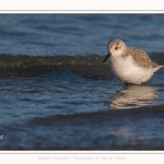 Bécasseaux Sanderling (Calidris alba - Sanderling) sur la plage du hourdel en Baie de Somme. - Saison : Hiver - Lieu : Le Hourdel, Baie de Somme, Somme, Picardie, Hauts-de-France, France. Sanderling (Calidris alba - Sanderling) sandpipers on the hourdel beach in the Somme Bay. - Season: Winter - Location: Le Hourdel, Somme Bay, Somme, Picardie, Hauts-de-France, France