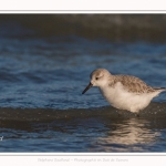 Bécasseaux Sanderling (Calidris alba - Sanderling) sur la plage du hourdel en Baie de Somme. - Saison : Hiver - Lieu : Le Hourdel, Baie de Somme, Somme, Picardie, Hauts-de-France, France. Sanderling (Calidris alba - Sanderling) sandpipers on the hourdel beach in the Somme Bay. - Season: Winter - Location: Le Hourdel, Somme Bay, Somme, Picardie, Hauts-de-France, France