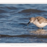 Bécasseaux Sanderling (Calidris alba - Sanderling) sur la plage du hourdel en Baie de Somme. - Saison : Hiver - Lieu : Le Hourdel, Baie de Somme, Somme, Picardie, Hauts-de-France, France. Sanderling (Calidris alba - Sanderling) sandpipers on the hourdel beach in the Somme Bay. - Season: Winter - Location: Le Hourdel, Somme Bay, Somme, Picardie, Hauts-de-France, France