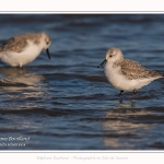 Bécasseaux Sanderling (Calidris alba - Sanderling) sur la plage du hourdel en Baie de Somme. - Saison : Hiver - Lieu : Le Hourdel, Baie de Somme, Somme, Picardie, Hauts-de-France, France. Sanderling (Calidris alba - Sanderling) sandpipers on the hourdel beach in the Somme Bay. - Season: Winter - Location: Le Hourdel, Somme Bay, Somme, Picardie, Hauts-de-France, France