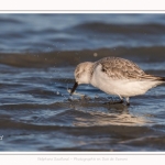 Bécasseaux Sanderling (Calidris alba - Sanderling) sur la plage du hourdel en Baie de Somme. - Saison : Hiver - Lieu : Le Hourdel, Baie de Somme, Somme, Picardie, Hauts-de-France, France. Sanderling (Calidris alba - Sanderling) sandpipers on the hourdel beach in the Somme Bay. - Season: Winter - Location: Le Hourdel, Somme Bay, Somme, Picardie, Hauts-de-France, France