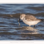 Bécasseaux Sanderling (Calidris alba - Sanderling) sur la plage du hourdel en Baie de Somme. - Saison : Hiver - Lieu : Le Hourdel, Baie de Somme, Somme, Picardie, Hauts-de-France, France. Sanderling (Calidris alba - Sanderling) sandpipers on the hourdel beach in the Somme Bay. - Season: Winter - Location: Le Hourdel, Somme Bay, Somme, Picardie, Hauts-de-France, France