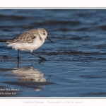 Bécasseaux Sanderling (Calidris alba - Sanderling) sur la plage du hourdel en Baie de Somme. - Saison : Hiver - Lieu : Le Hourdel, Baie de Somme, Somme, Picardie, Hauts-de-France, France. Sanderling (Calidris alba - Sanderling) sandpipers on the hourdel beach in the Somme Bay. - Season: Winter - Location: Le Hourdel, Somme Bay, Somme, Picardie, Hauts-de-France, France