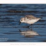 Bécasseaux Sanderling (Calidris alba - Sanderling) sur la plage du hourdel en Baie de Somme. - Saison : Hiver - Lieu : Le Hourdel, Baie de Somme, Somme, Picardie, Hauts-de-France, France. Sanderling (Calidris alba - Sanderling) sandpipers on the hourdel beach in the Somme Bay. - Season: Winter - Location: Le Hourdel, Somme Bay, Somme, Picardie, Hauts-de-France, France