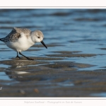 Bécasseaux Sanderling (Calidris alba - Sanderling) sur la plage du hourdel en Baie de Somme. - Saison : Hiver - Lieu : Le Hourdel, Baie de Somme, Somme, Picardie, Hauts-de-France, France. Sanderling (Calidris alba - Sanderling) sandpipers on the hourdel beach in the Somme Bay. - Season: Winter - Location: Le Hourdel, Somme Bay, Somme, Picardie, Hauts-de-France, France