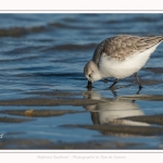 Bécasseaux Sanderling (Calidris alba - Sanderling) sur la plage du hourdel en Baie de Somme. - Saison : Hiver - Lieu : Le Hourdel, Baie de Somme, Somme, Picardie, Hauts-de-France, France. Sanderling (Calidris alba - Sanderling) sandpipers on the hourdel beach in the Somme Bay. - Season: Winter - Location: Le Hourdel, Somme Bay, Somme, Picardie, Hauts-de-France, France