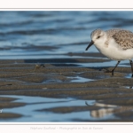 Bécasseaux Sanderling (Calidris alba - Sanderling) sur la plage du hourdel en Baie de Somme. - Saison : Hiver - Lieu : Le Hourdel, Baie de Somme, Somme, Picardie, Hauts-de-France, France. Sanderling (Calidris alba - Sanderling) sandpipers on the hourdel beach in the Somme Bay. - Season: Winter - Location: Le Hourdel, Somme Bay, Somme, Picardie, Hauts-de-France, France