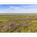 Le Cap Hornu et les lilas de mer