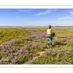 Le Cap Hornu et les lilas de mer