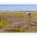 Le Cap Hornu et les lilas de mer