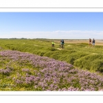 Le Cap Hornu et les lilas de mer