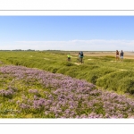 Le Cap Hornu et les lilas de mer