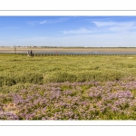 Le Cap Hornu et les lilas de mer