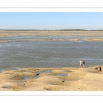 Les phoques sur les bancs de sable au Hourdel