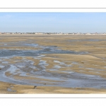 Les phoques sur les bancs de sable au Hourdel