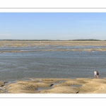 Les phoques sur les bancs de sable au Hourdel